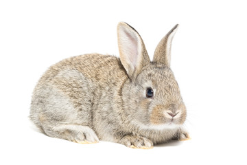 rabbit on a white background