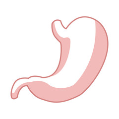 Illustration of Human Internal Stomach Anatomy vector illustration