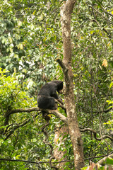 Picture of Sun bear at the Borneo Sun Bear Conservation Centre at Sepilok, Sabah, Malaysian Borneo
