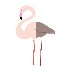flamingo exotic bird icon vector illustration graphic design