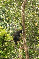 Picture of Sun bear at the Borneo Sun Bear Conservation Centre at Sepilok, Sabah, Malaysian Borneo