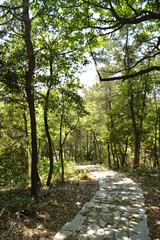 Well Paved path through forest