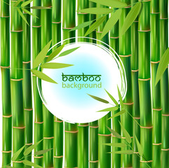 Vector Illustration of an Abstract Background with Bamboo