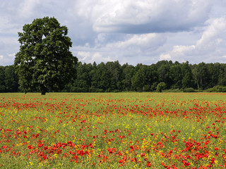 Poppy bloom on the rapeseed field. 