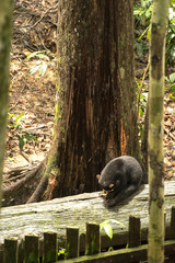 Picture of Sun bear at the Borneo Sun Bear Conservation Centre at Sepilok, Sabah, Malaysian Borneo