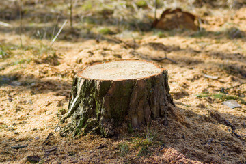 Fresh stump in the forest