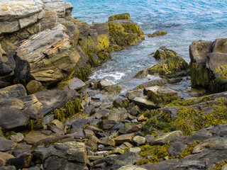 Fototapeta na wymiar Seaweed Coastline