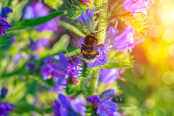 Bumblebee flies to a flower .