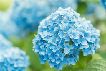 みずみずしいアジサイの花