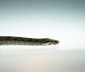Colombian Boa. Tropical brown constrictor.  Snake skin with yellow and black spots on a white background