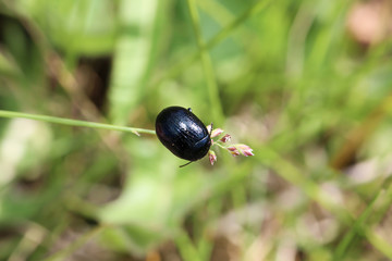 Waldmistkäfer, Natur