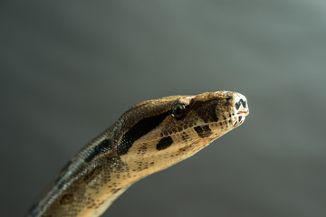 Colombian Boa. Tropical brown constrictor. Snake skin with yellow and black spots on a gray background
