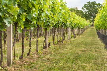 Naklejka premium Summer morning on a vineyard in the Czech Republic. Vine growing.