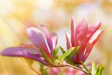 Beautiful sunlit flowers in the garden.