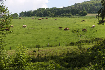 Auf dem Fernwanderweg Spessartweg