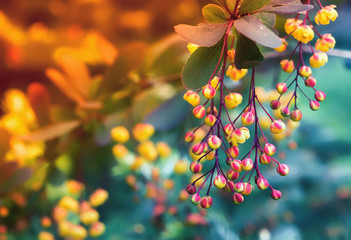 Blossoming Barberry Closeup