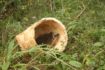 Ёжик в корзинке на траве.