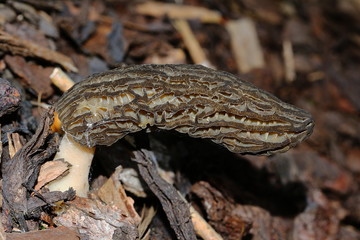 Pilz Spitzmorchel, Morchella conica