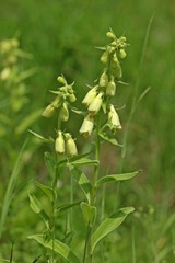 Großblütiger Fingerhut (Digitalis grandiflora)

