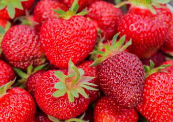 The harvest of the strawberry. Lots of red berries.