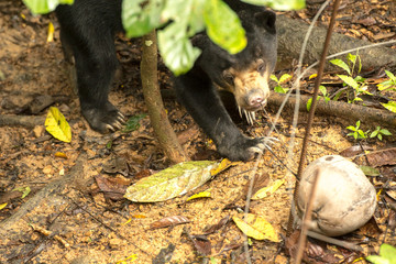 Picture of Sun bear at the Borneo Sun Bear Conservation Centre at Sepilok, Sabah, Malaysian Borneo