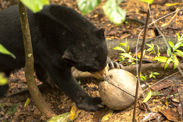 Picture of Sun bear at the Borneo Sun Bear Conservation Centre at Sepilok, Sabah, Malaysian Borneo