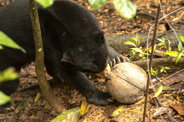 Picture of Sun bear at the Borneo Sun Bear Conservation Centre at Sepilok, Sabah, Malaysian Borneo