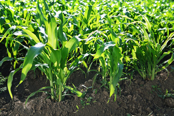 Green corn field in sun day
