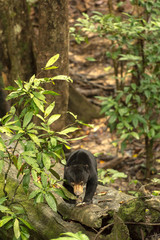 Picture of Sun bear at the Borneo Sun Bear Conservation Centre at Sepilok, Sabah, Malaysian Borneo