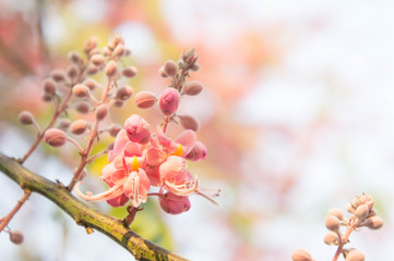 Cassia grandis flowers ,daisy blossom flowers on summer