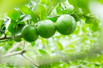 lime tree in the farm