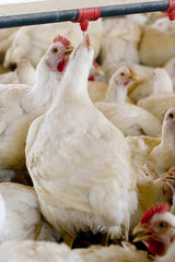 GRANJA DE AVES