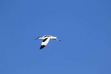 Avoceta volando en un cielo azul intenso