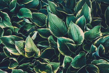 Green Hosta Leaves