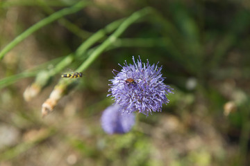 Insect on Sheep's bit scabious (Jasione montana)