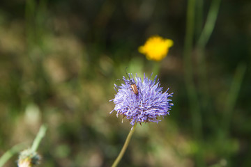 Insect on Sheep's bit scabious (Jasione montana)