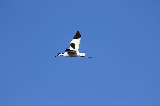 Avoceta volando en un cielo azul
