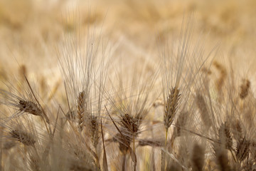 Roggen auf dem Feld, Landwirtschaft