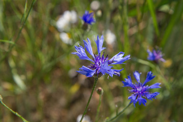 Cornflower (Centaurea cyanus)