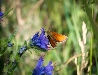 Obraz premium Schmetterling auf Natternkopf , Natur, Schmetterlinge