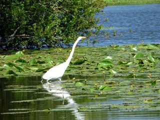 Grande Aigrette blanche