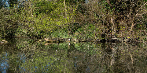 Perfect pine tree and duck reflections in the pond