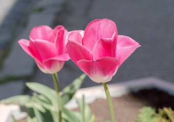 large pink Tulip