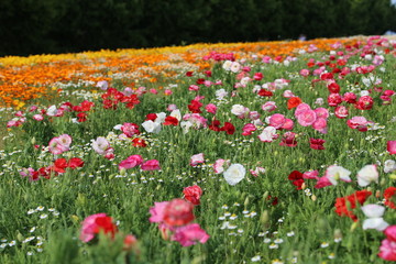 青山高原ハーブガーデンのポピー