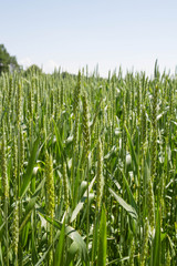Wheat growing in a field