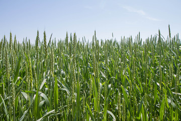 Fototapeta premium Wheat growing in a field