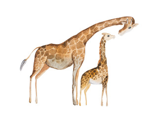 Watercolor illustration of giraffe mother and baby © undrey