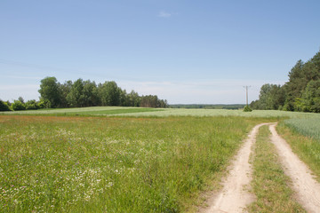 Road by a meadow on a sunny day