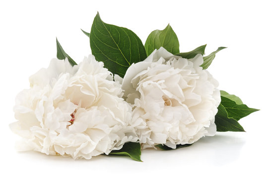 Fototapeta White peonies.