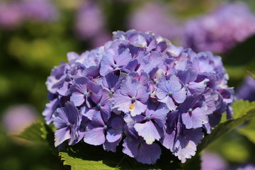 三重県　かざはやの里のあじさい